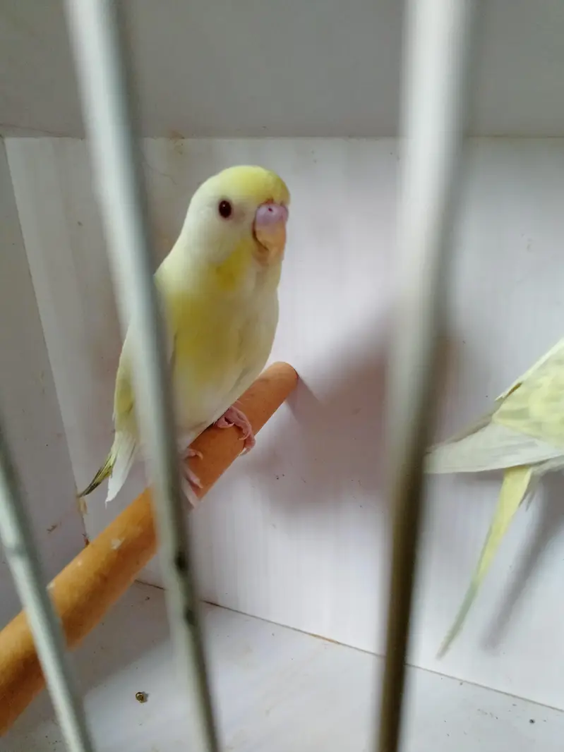 Mashallah home breed fellow rainbow  pice do or ek lutino  ka male — photo 2
