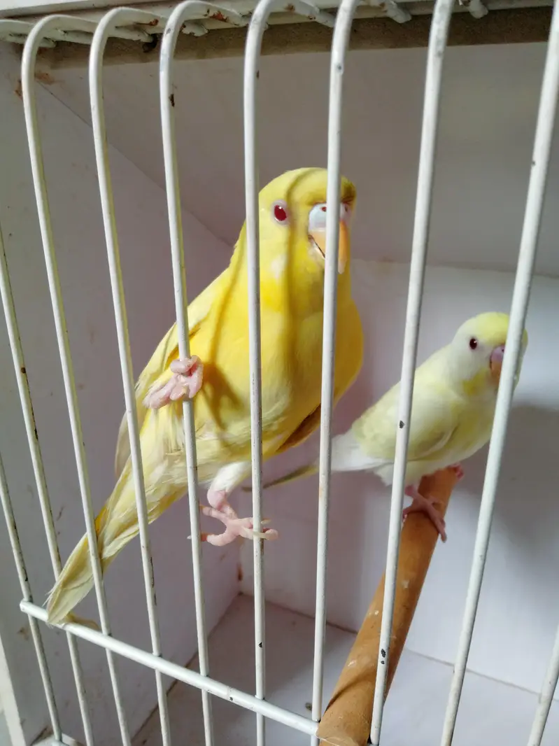 Mashallah home breed fellow rainbow  pice do or ek lutino  ka male — photo 3