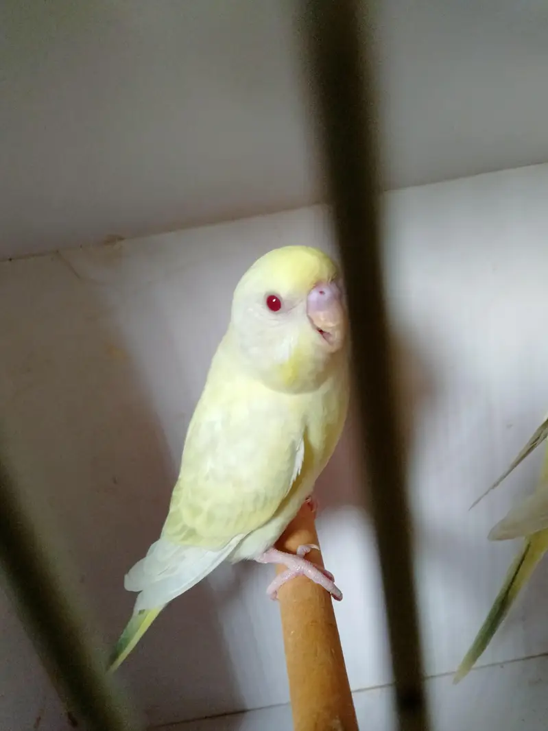 Mashallah home breed fellow rainbow  pice do or ek lutino  ka male — photo 4