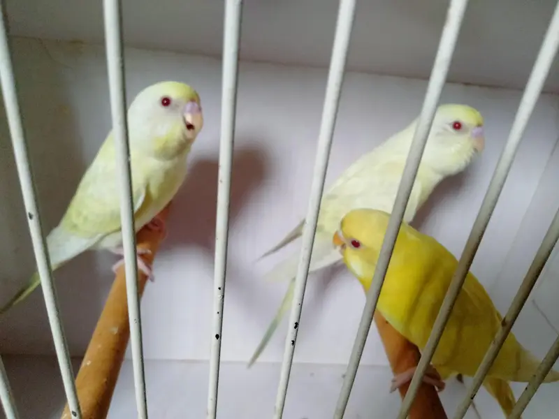 Mashallah home breed fellow rainbow  pice do or ek lutino  ka male — photo 5