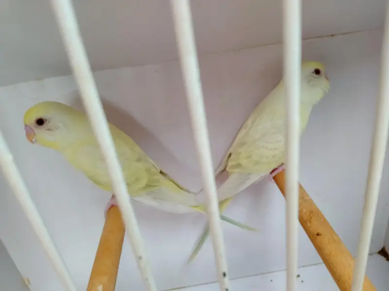 Mashallah home breed fellow rainbow  pice do or ek lutino  ka male — photo 6