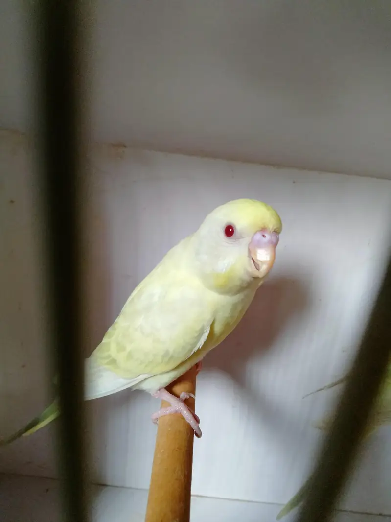 Mashallah home breed fellow rainbow  pice do or ek lutino  ka male — photo 7