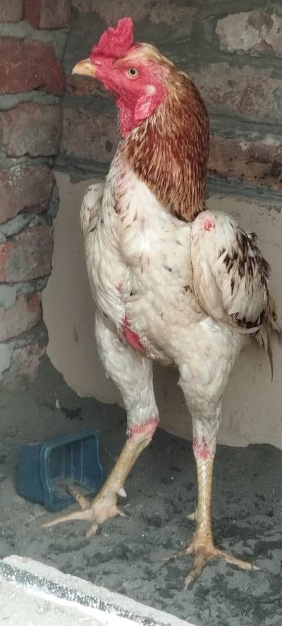 Turkish hint + Pakistani phata