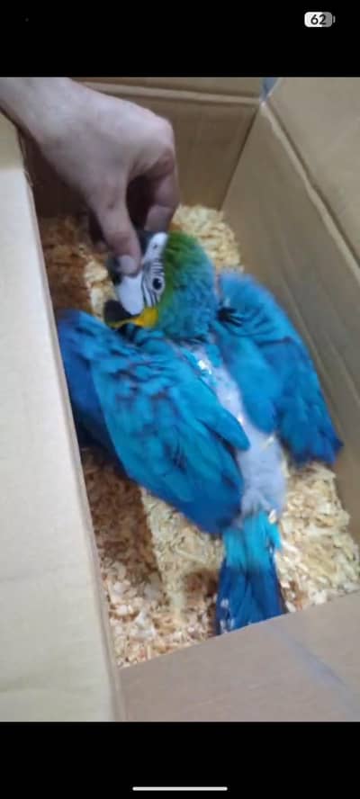 Bule Gold Macaw Chick Available.