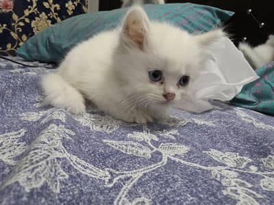 female kitten Persian white for sale