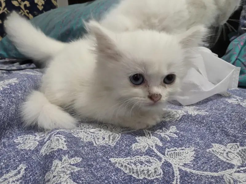female kitten Persian white for sale — photo 2