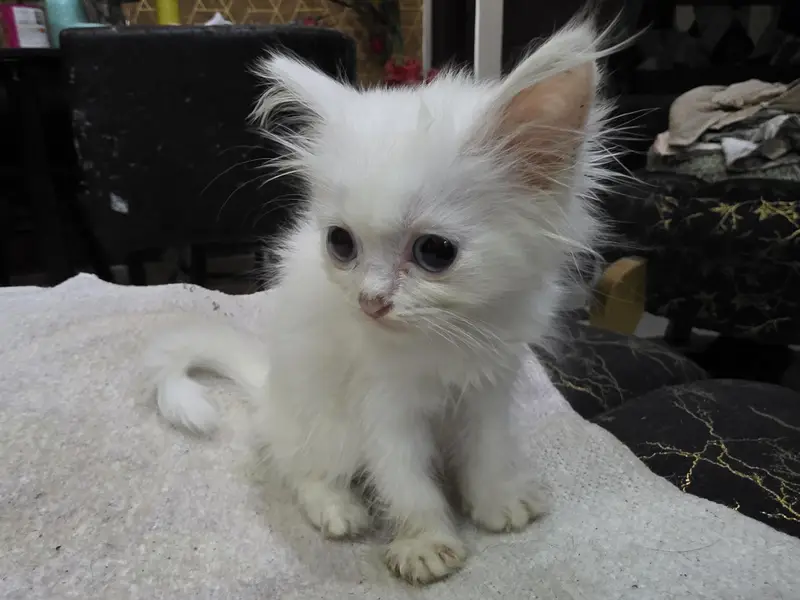 female kitten Persian white for sale — photo 3