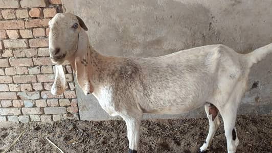 goats for sale