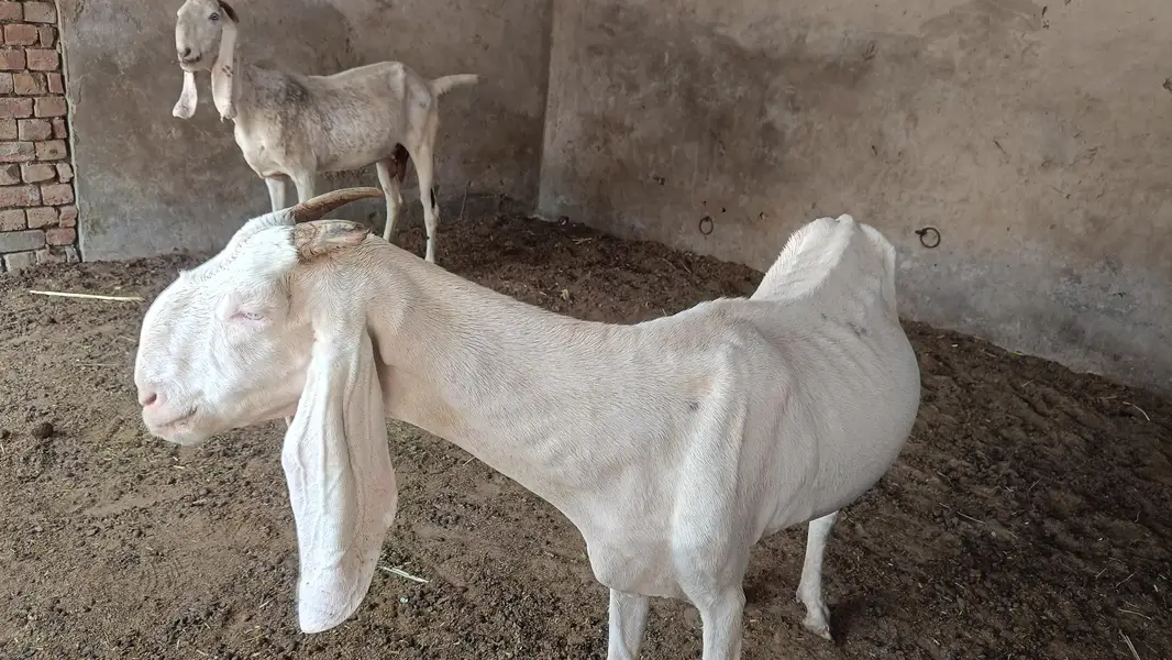 goats for sale — photo 2