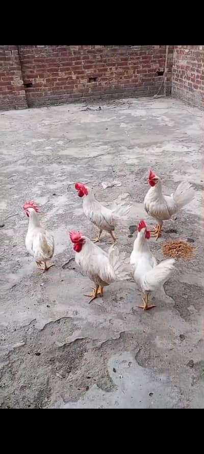 Farmi Hans 4 male 1 female hai active hain mashallah