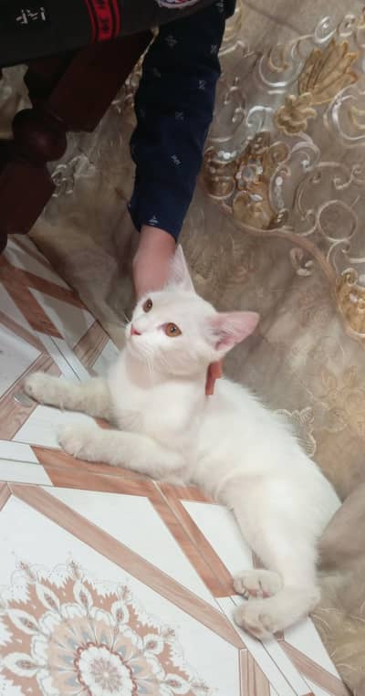 male cat for sale