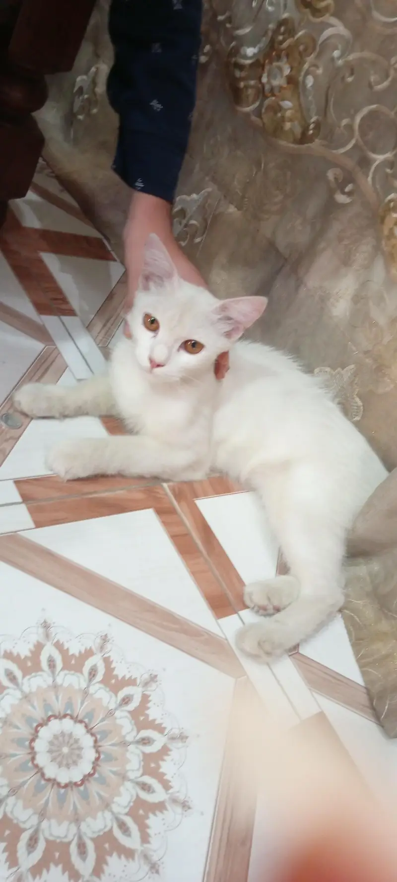 male cat for sale — photo 2