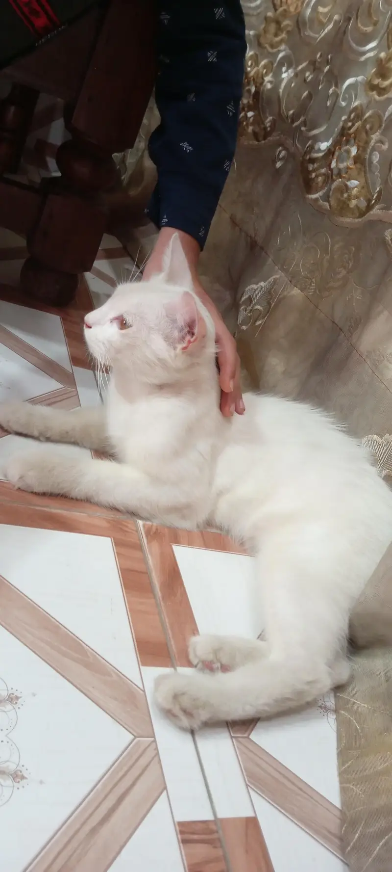 male cat for sale — photo 3
