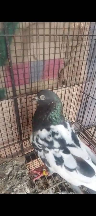 farozpuri gurenty breeder pair