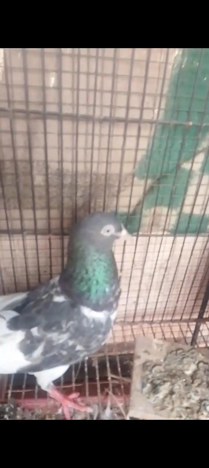 farozpuri gurenty breeder pair — photo 2