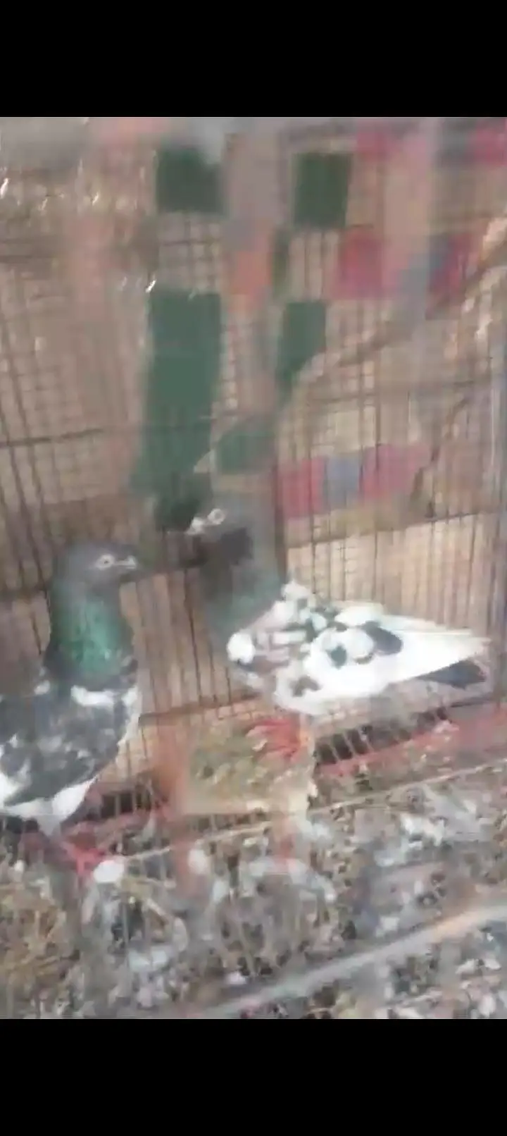 farozpuri gurenty breeder pair — photo 3