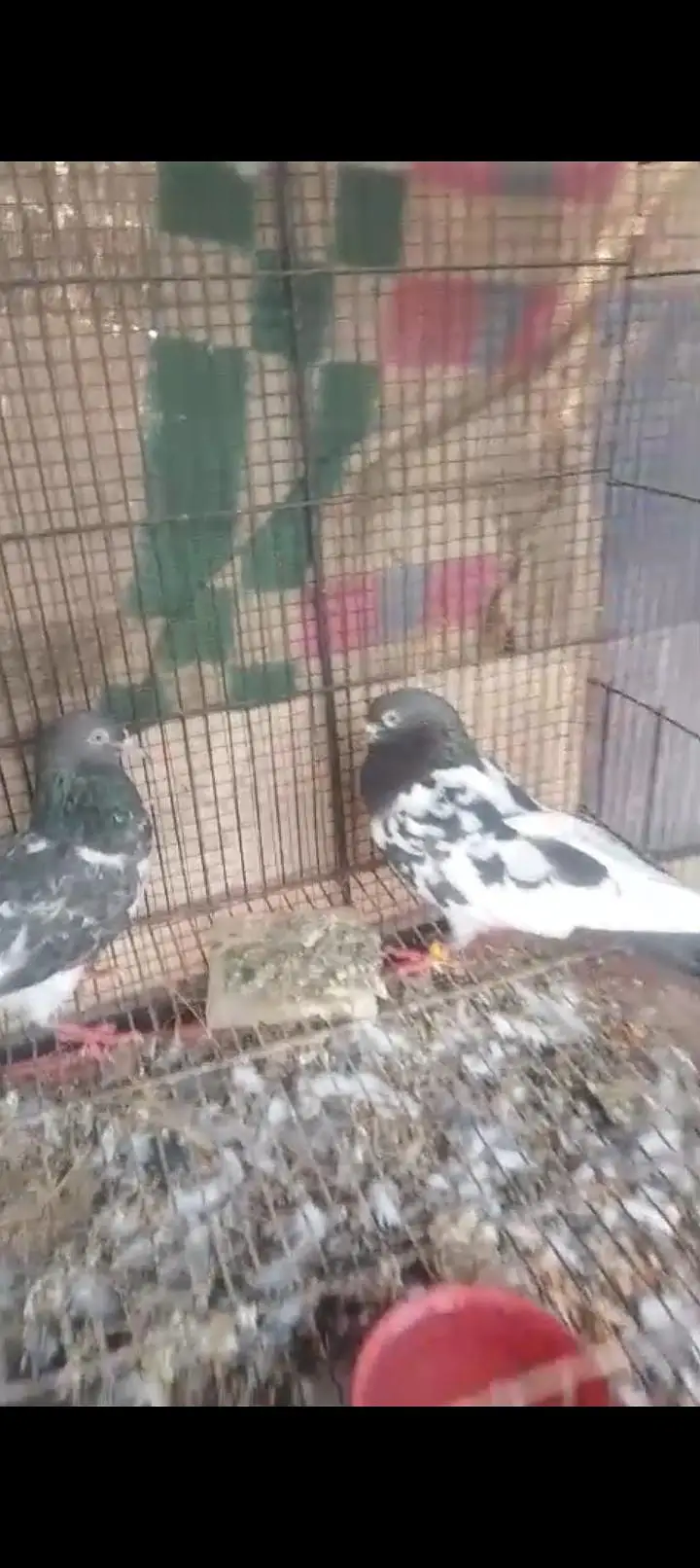 farozpuri gurenty breeder pair — photo 4