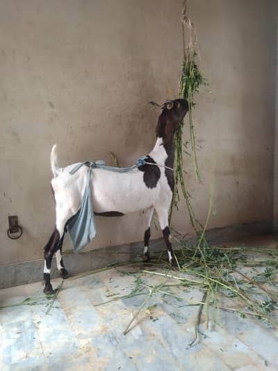 Sindhi bakri for sale do bacchon ke sath (male or female)