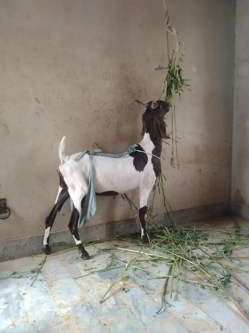 Sindhi bakri for sale do bacchon ke sath (male or female) — photo 2