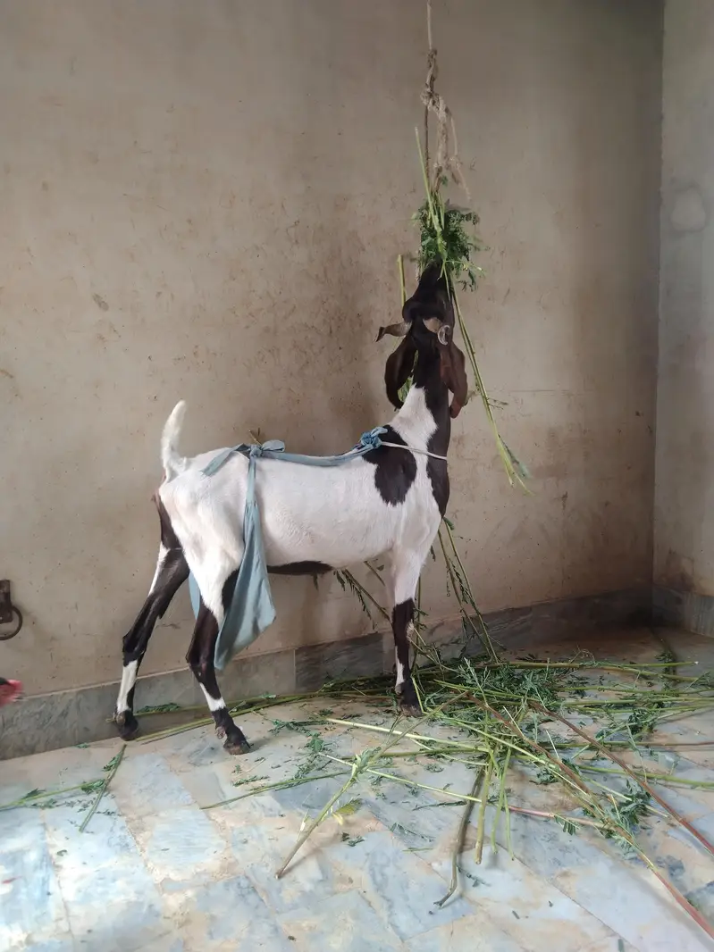 Sindhi bakri for sale do bacchon ke sath (male or female) — photo 3