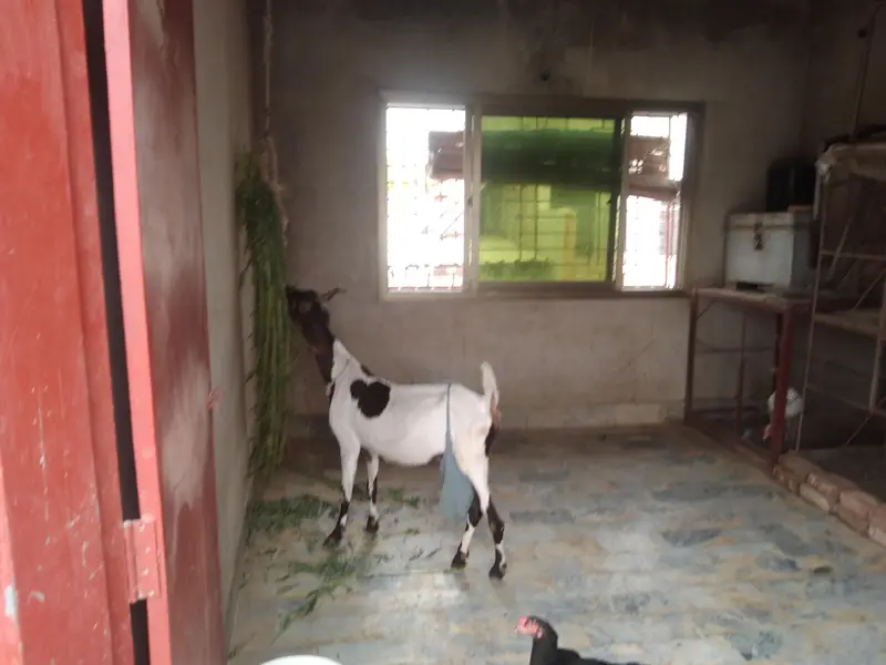 Sindhi bakri for sale do bacchon ke sath (male or female) — photo 4