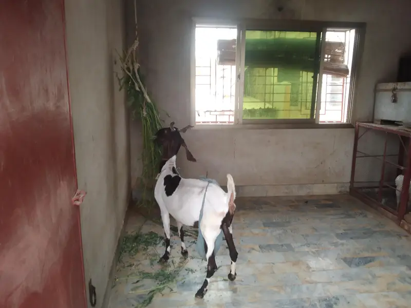 Sindhi bakri for sale do bacchon ke sath (male or female) — photo 5