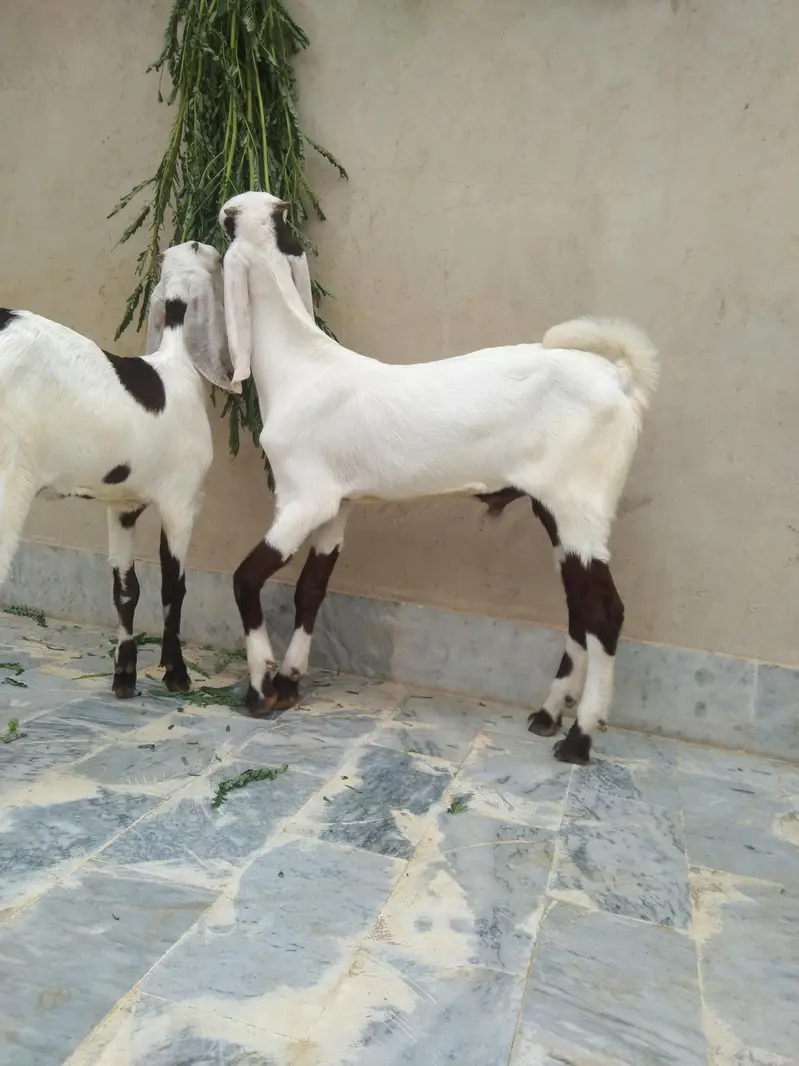 Sindhi bakri for sale do bacchon ke sath (male or female) — photo 6