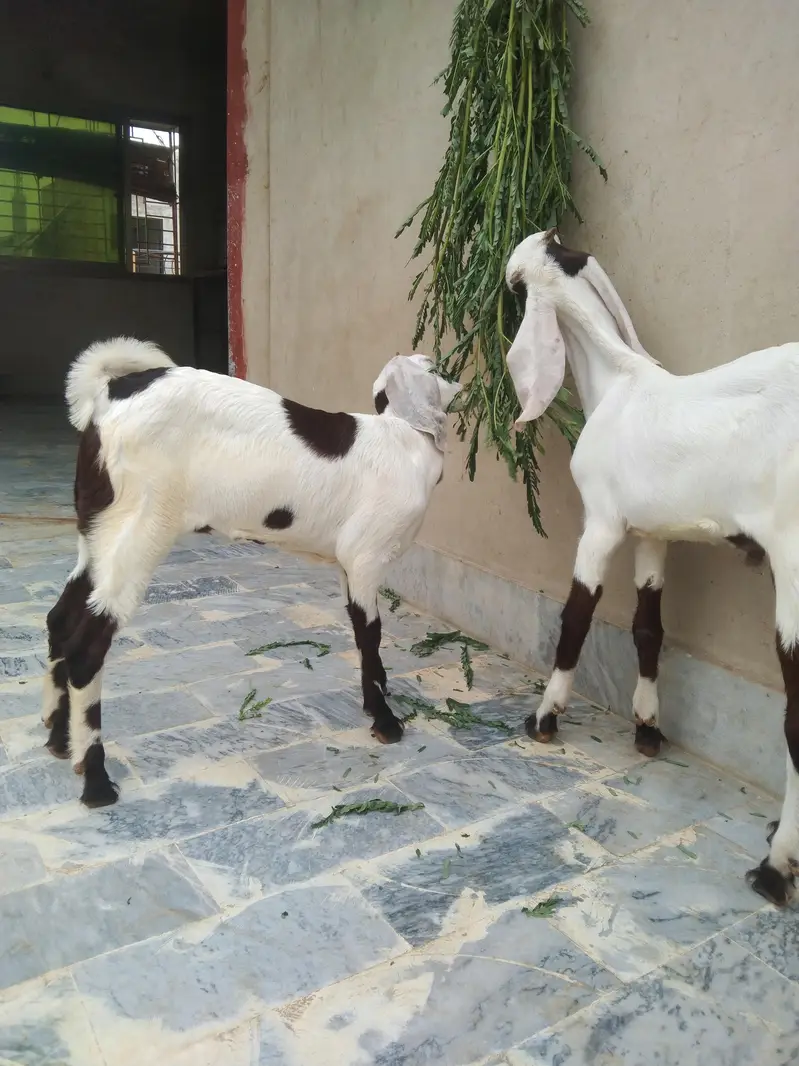 Sindhi bakri for sale do bacchon ke sath (male or female) — photo 7