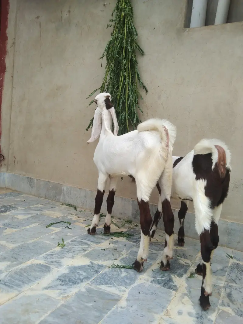 Sindhi bakri for sale do bacchon ke sath (male or female) — photo 8