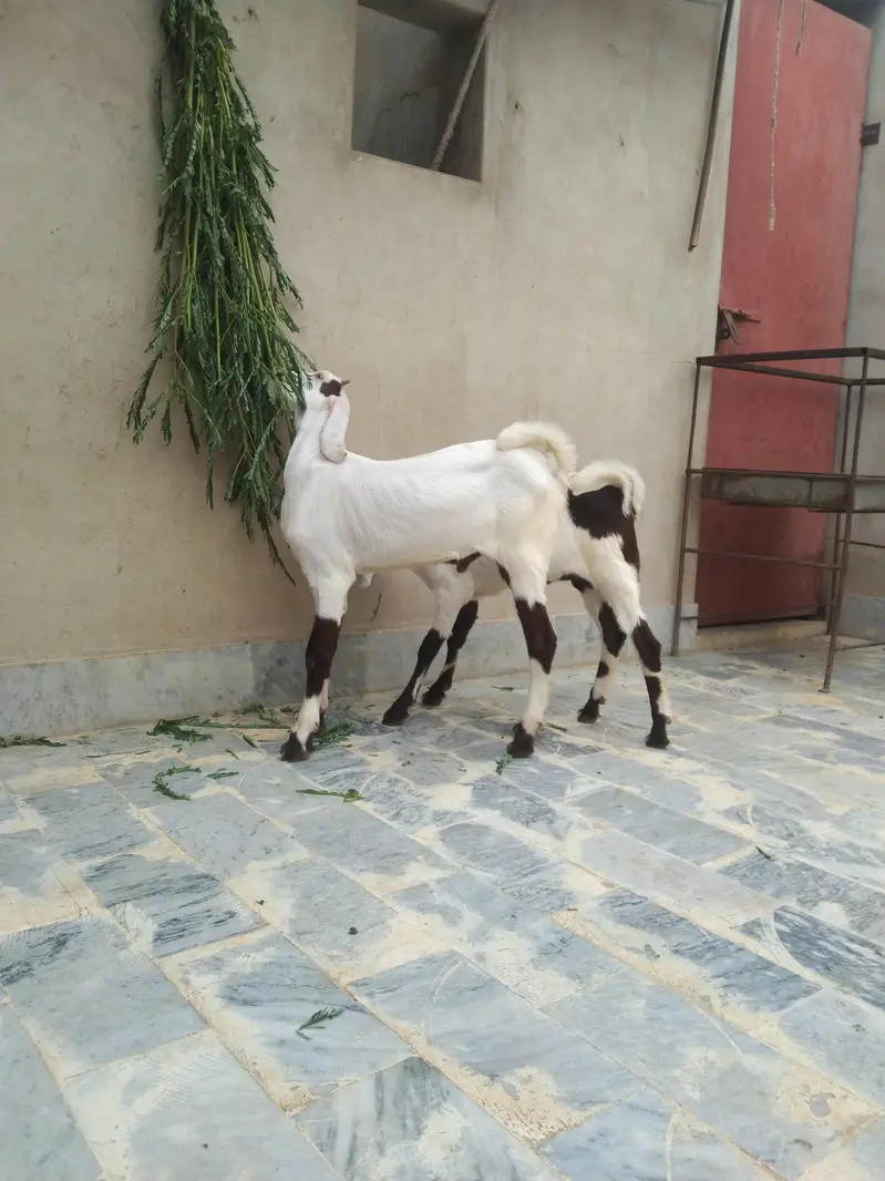 Sindhi bakri for sale do bacchon ke sath (male or female) — photo 9