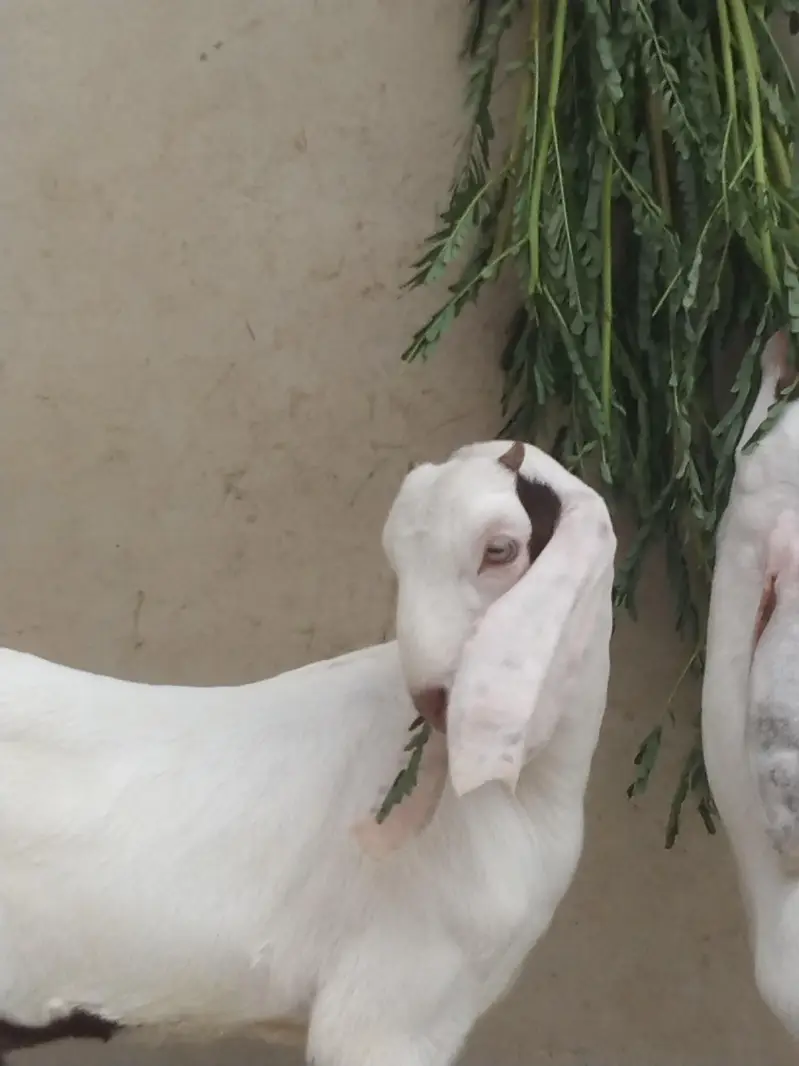 Sindhi bakri for sale do bacchon ke sath (male or female) — photo 10