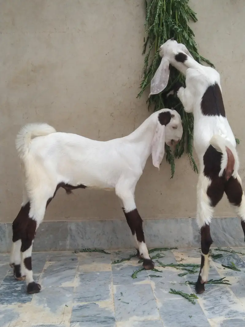 Sindhi bakri for sale do bacchon ke sath (male or female) — photo 11
