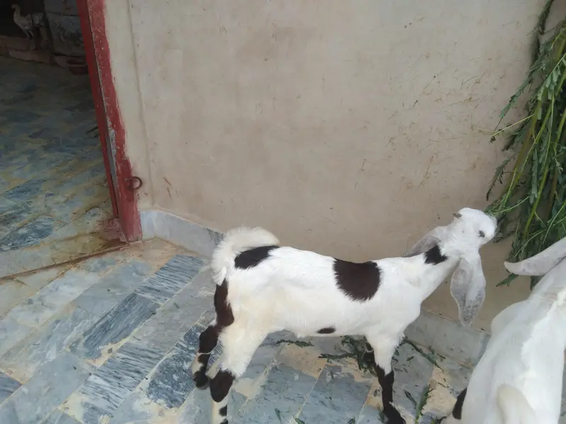 Sindhi bakri for sale do bacchon ke sath (male or female) — photo 12