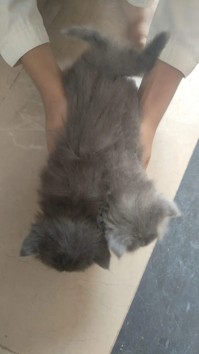 Male persian kitten — photo 2