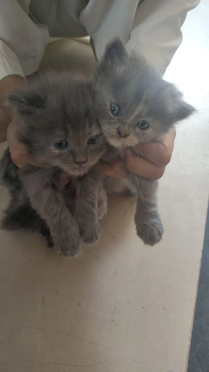 Male persian kitten — photo 3