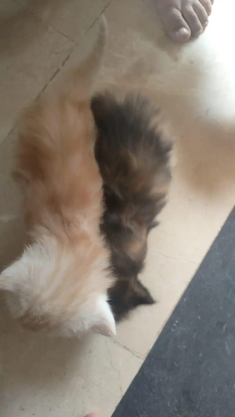 Male persian kitten — photo 4