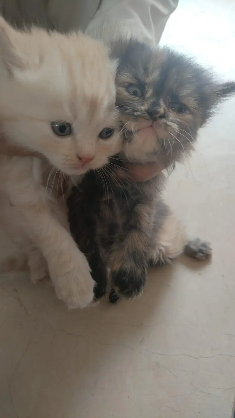 Male persian kitten — photo 5