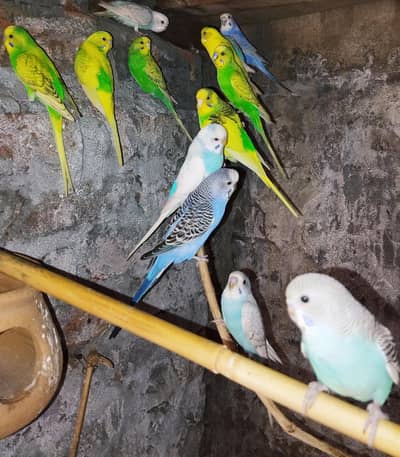 Australian parrot