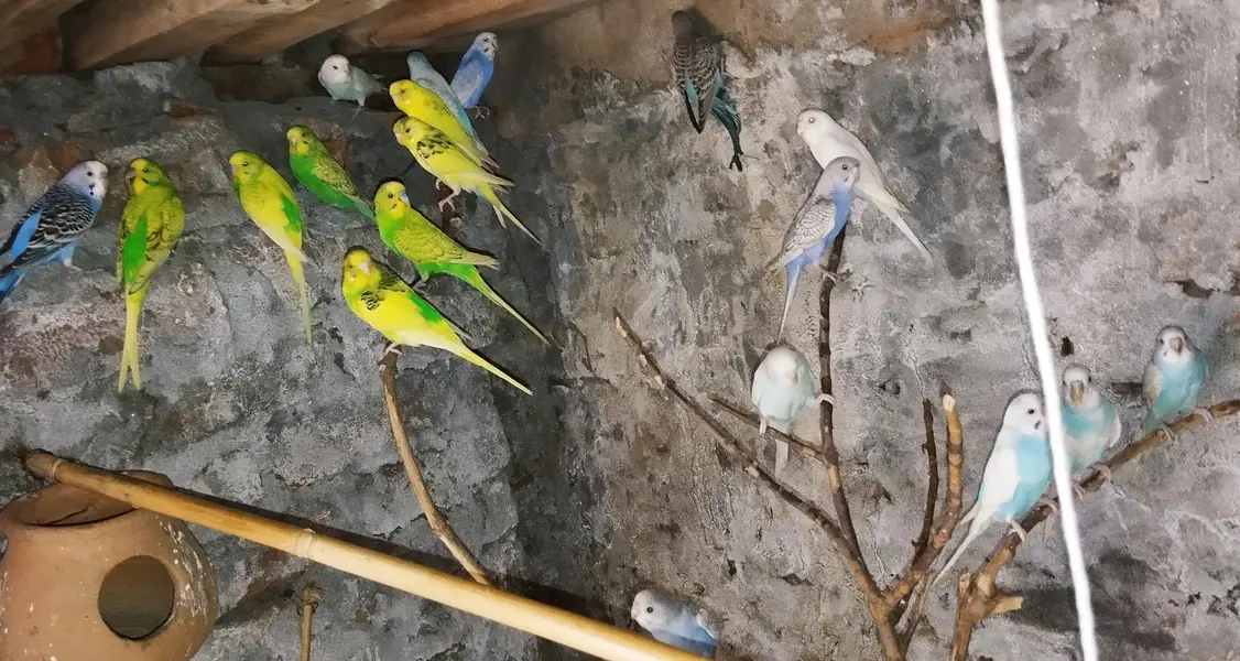 Australian parrot — photo 2