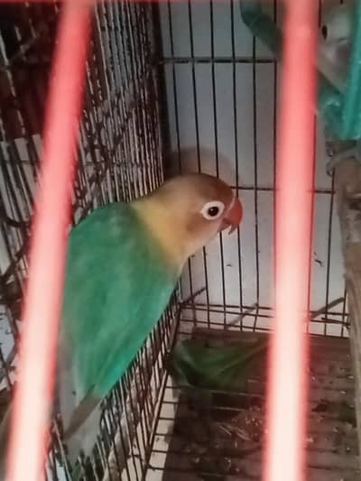 fresh breeder pair in 2600