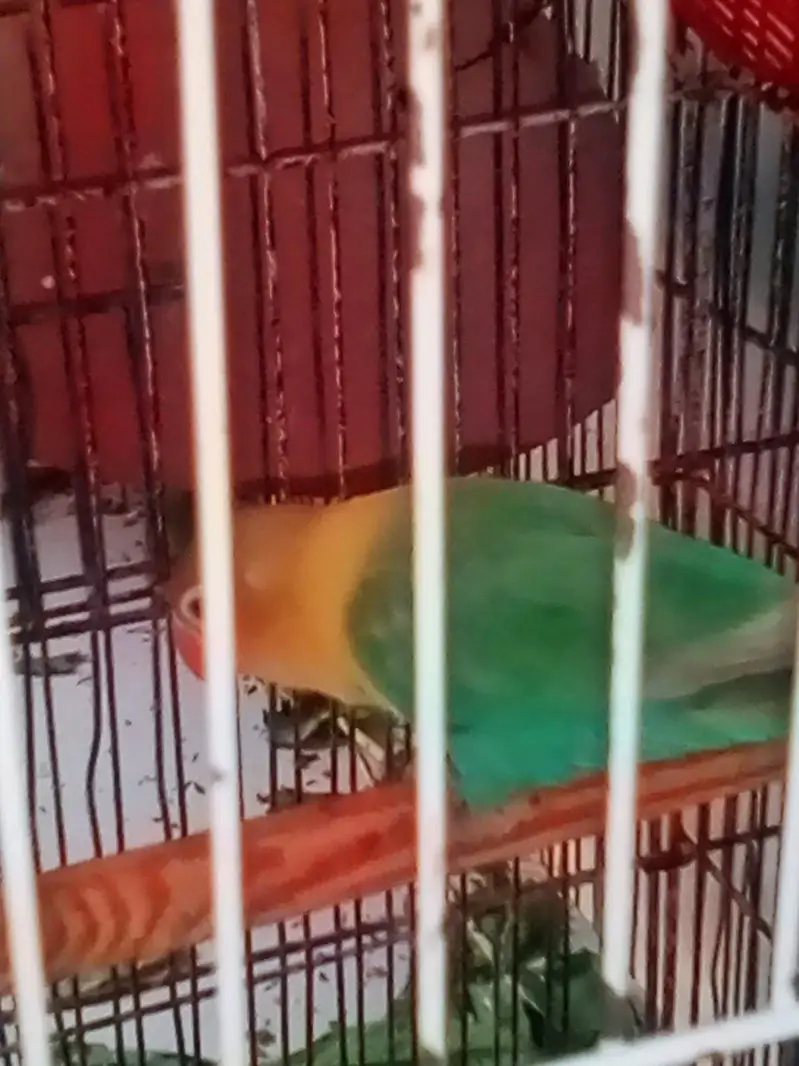 fresh breeder pair in 2600 — photo 2