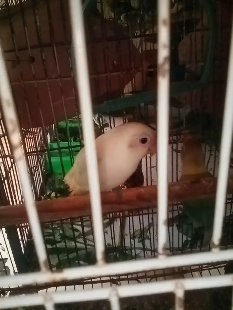 fresh breeder pair in 2600 — photo 3
