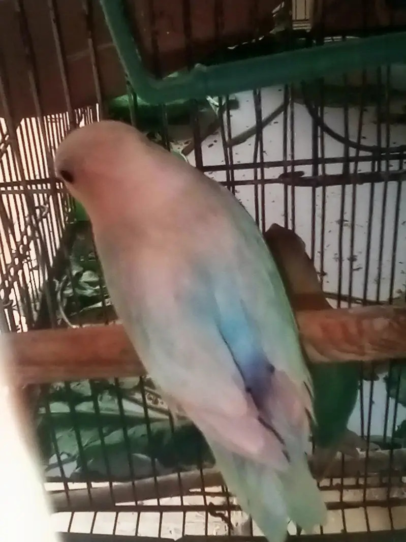 fresh breeder pair in 2600 — photo 4
