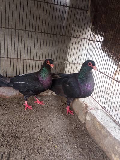 Kala mena breeder pair  for sale h