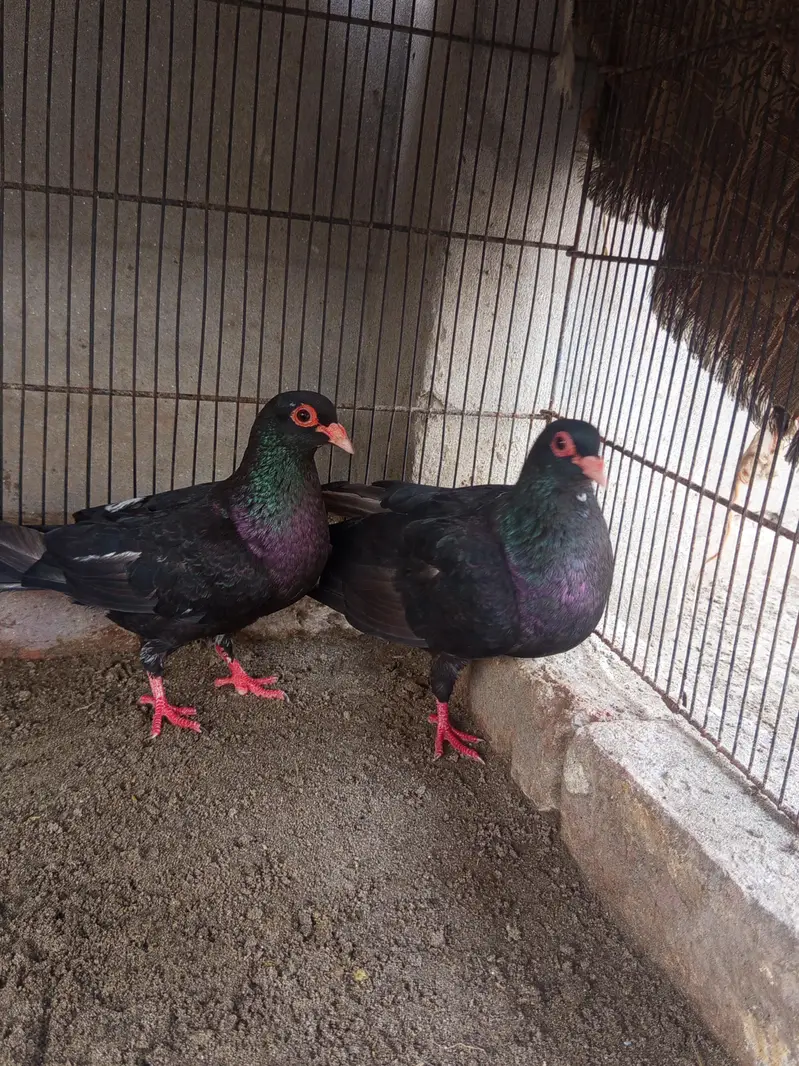 Kala mena breeder pair  for sale h — photo 2