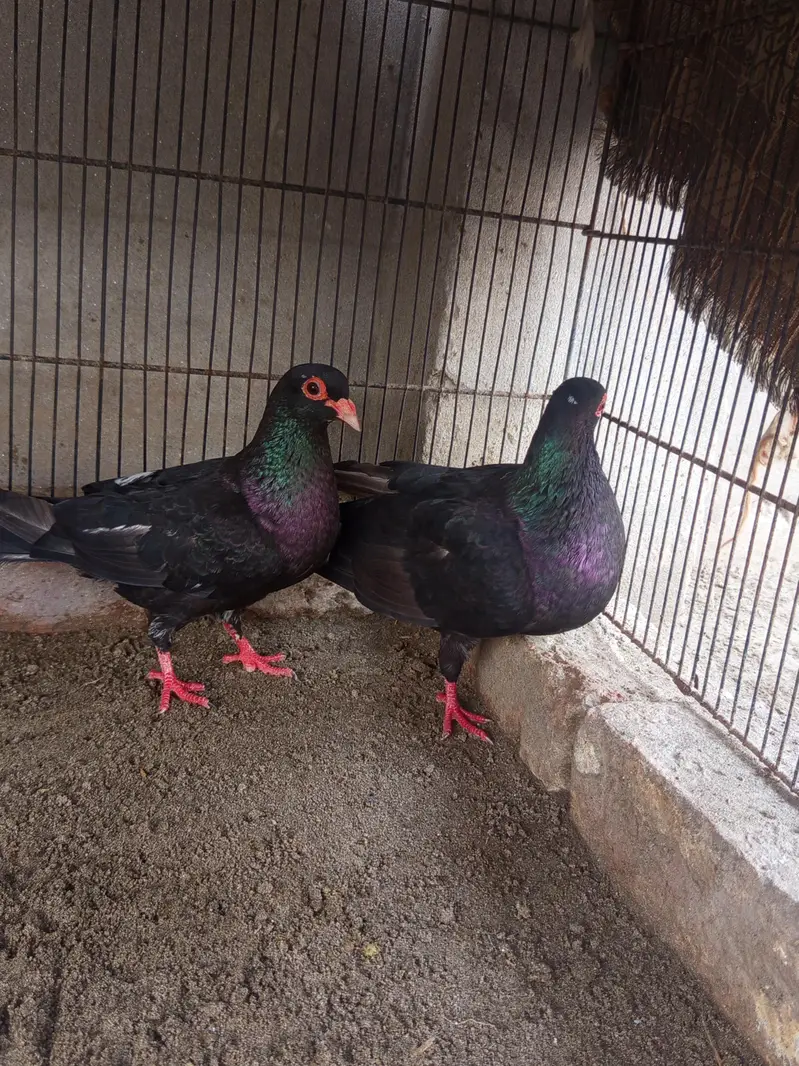Kala mena breeder pair  for sale h — photo 3