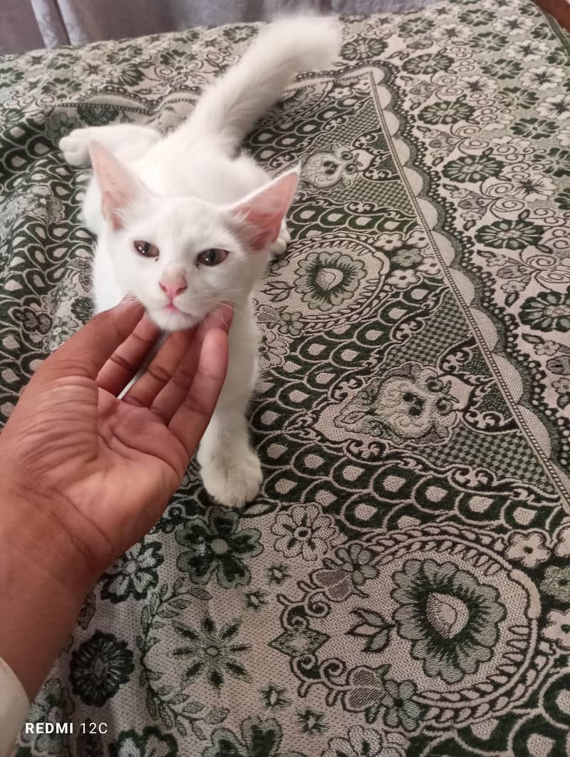 cats 0