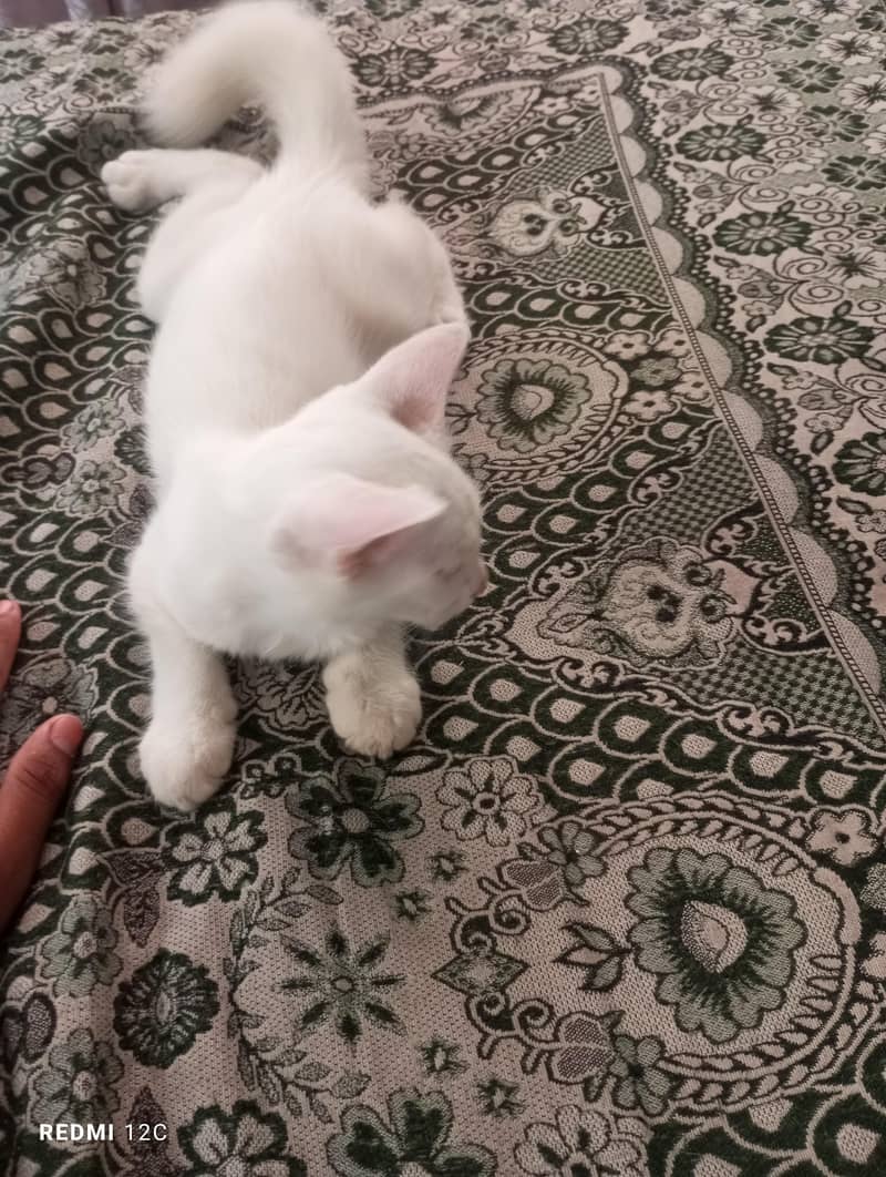 cats 1
