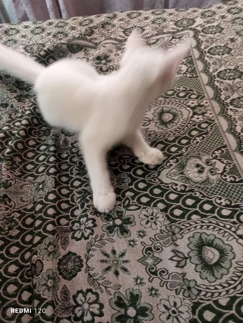 cats 2