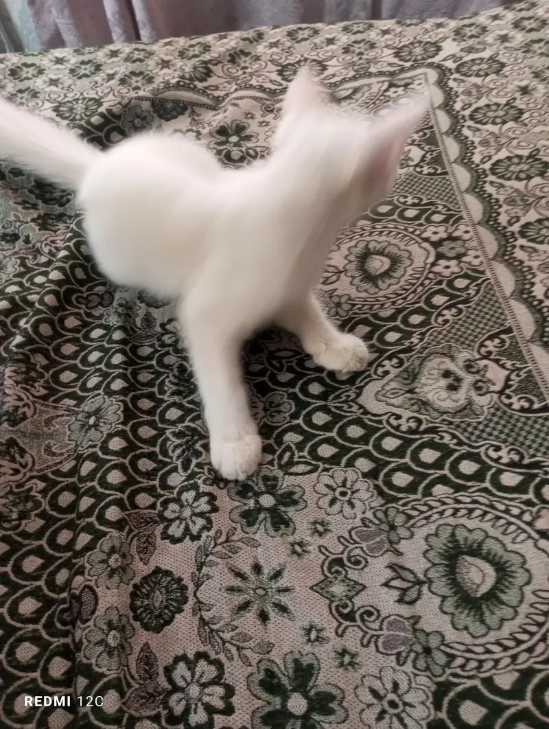 cats — photo 3